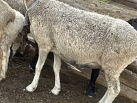 Sheep, Sheep — photo 3