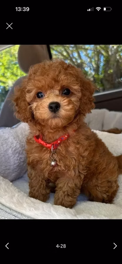 Məhsul: Toy pudel balaları Xüsusiyyətlər: - Cins: Toy Poodle (oyuncaq