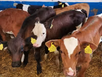 Bulle, Simmental cattle — Foto 3