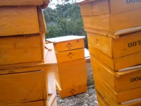 Langstroth Hives. — الصورة 2