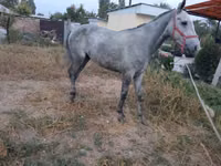 Hengst, Thoroughbred horse — Foto 5
