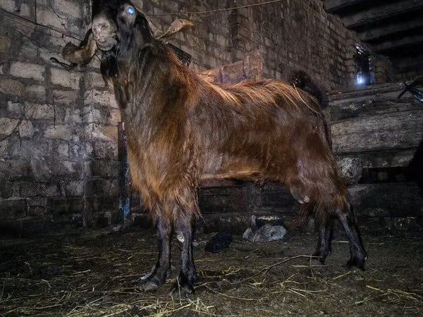 बकरा, Kamori goats