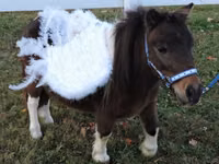 Stute, Miniature horse — Foto 6