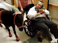 घोड़ा, Miniature horse — फ़ोटो 5