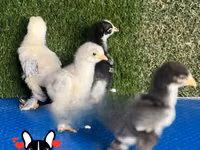 براهما — الصورة 7