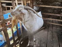 Billy Goat, Goats — photo 1