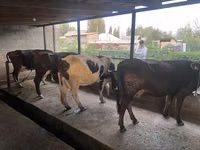 Kuh, Russian Black pied cattle — Foto 1