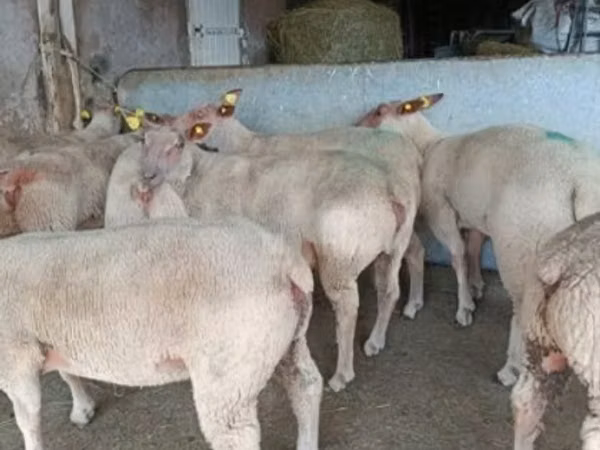 نعجة, Charollais sheep