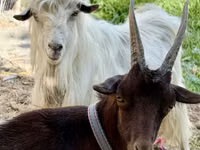 Cabra, Cabras — foto 3