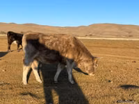 Vaca, Latvian Blue cattle — foto 2