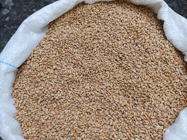 Vind Griu-Orz si Porumb+livrare gratis mun Chisinau