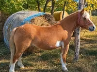 Yegua, Shetland Pony — foto 2