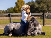 Hengst, Percheron — Foto 7