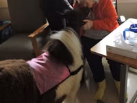 घोड़ी, Miniature horse — फ़ोटो 8