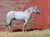 Hengst, Tennessee Walking Horse — Foto 8
