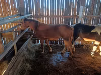 Mare, Yakutian horse — photo 2