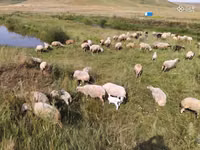Sheep, Balbas sheep — photo 1