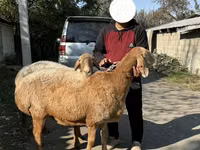 نعجة, Arashan sheep — الصورة 5