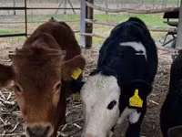 Cattle (batch, sex not specified), Limousin cow — photo 2