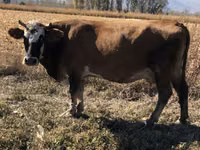 Cow, Alatau breed — photo 1