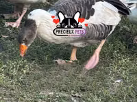 Geese — foto 2