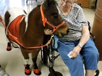 घोड़ा, Miniature horse — फ़ोटो 5