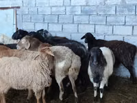 Schaf, Beulah Speckled face sheep — Foto 2