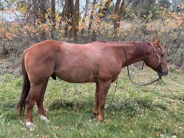 Horse (M), Quarter Horse