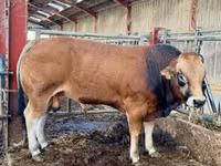 सांड, Partenaise cattle — फ़ोटो 5