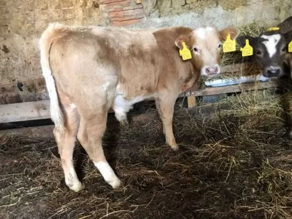 Bull, Simmental cattle