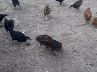 Chickens — الصورة 2