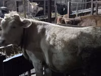 بقرة, Simmental cattle — الصورة 1