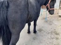 Mare, Horses — photo 4