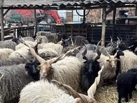 Ovejas (lote, sexo no especificado), Racka sheep — foto 3