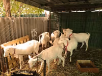 Goats (batch, sex not specified), Pomellata goat — photo 4