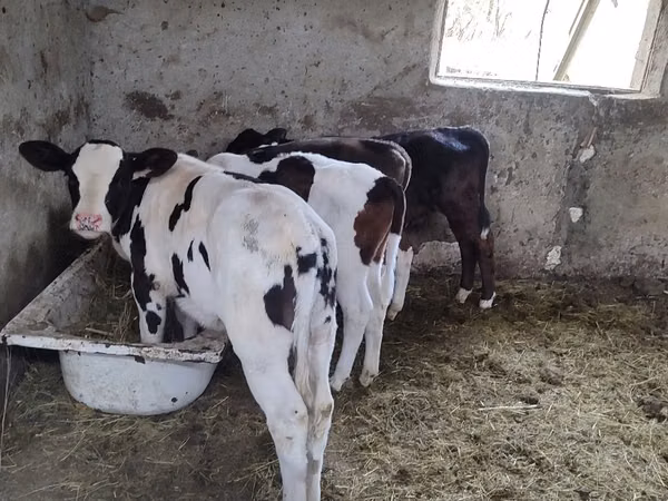 Cow, Russian Black pied cattle