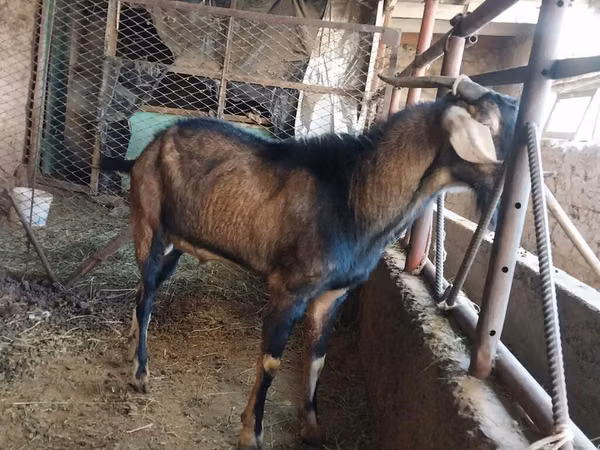 公山羊, Goats