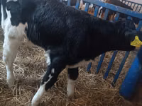 Toro, Ganado vacuno — foto 4