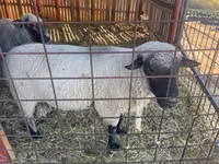 Ram, Shroshire sheep — photo 1