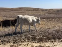 Cow, Auliekol breed — photo 2