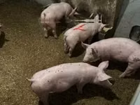 Boar — photo 5
