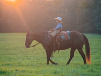 Hengst, Quarter Horse — Foto 5
