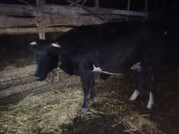Kuh, Wilder Yak — Foto 1