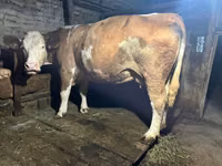 بقرة, Simmental cattle — الصورة 2