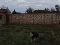 Козёл, Альпийская коза — фото 3