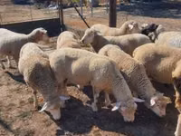 公羊, Ile-de-France sheep — 照片 1