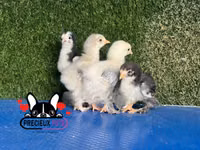 براهما — الصورة 2