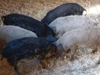 Boar — photo 2