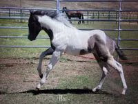 حصان, National Show Horse — الصورة 8