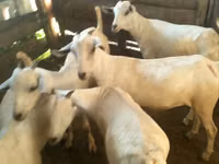 Cabras (lote, sexo no especificado), Boer goat — foto 3